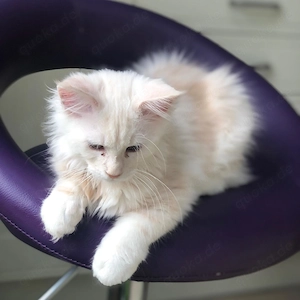 #  Wunderschöne Maine-Coon-Kätzchen suchen ein liebevolles Zuhause 