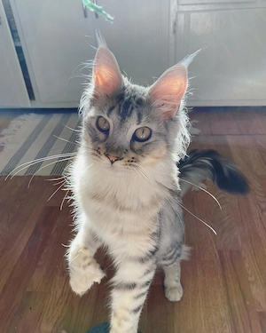  **Zwei wunderschöne Maine-Coon-Kätzchen suchen ein liebevolles Zuhause**  Bild 4
