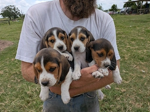 5 bezaubernde Beagle-Welpen suchen ein liebevolles Zuhause   