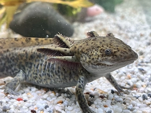 Axolotl Wildling Ambystoma Mexicanum