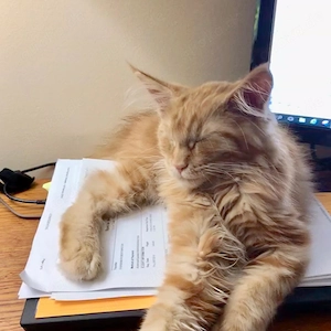 #  Wunderschöne Maine-Coon-Kätzchen suchen ein liebevolles Zuhause 