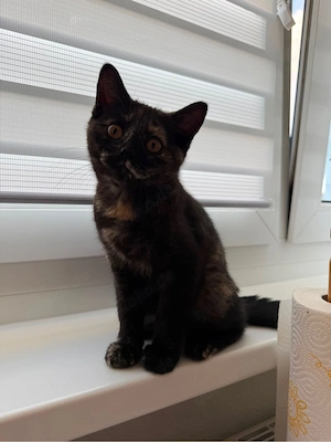 Süßes Katzenmädchen sucht ein liebevolles Zuhause