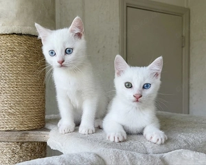 2 weiße, BKH, Brüder, Mix Kitten, Katzenbabys, Blaue Augen, Odd-Eyed