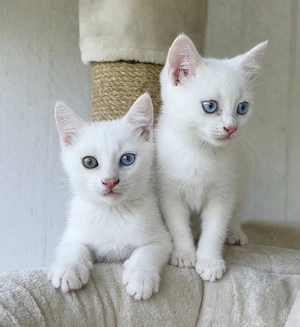 2 weiße, BKH, Brüder, Mix, Kitten, blaue Augen, Odd-Eyed 