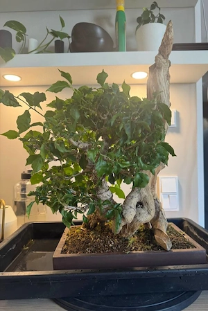 Bonsai zu verkaufen