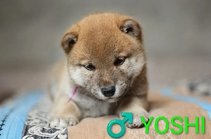 Wunderschöne Shiba-Inu-Welpen mit rotem Fell 
