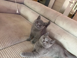 bkh kitten British Kurzhaar Katzen Baby