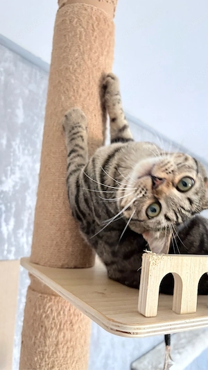Zwei liebe junge Katzen, 8 Monate   einzeln oder zusammen