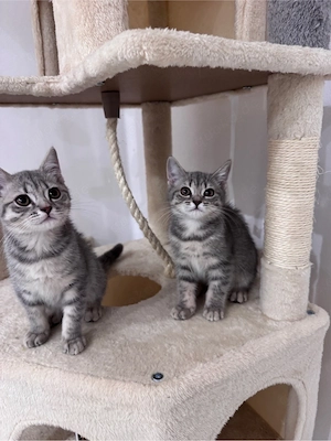 Reinrassige BKH Kitten!!  