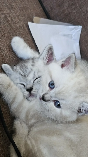 Wunderschöne BKH Kitten (Britisch Kurzhaar)   Reservierung möglich!
