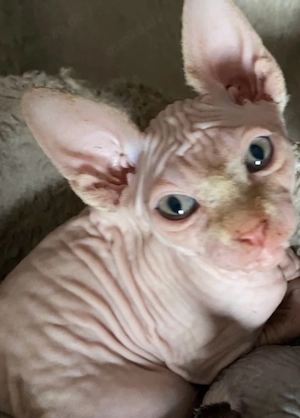 Canadian Sphynx Kitten