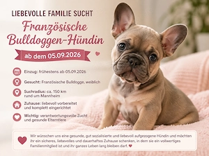  Liebevolle Familie sucht Französische Bulldoggen-Hündin ab dem 05.09.2026 