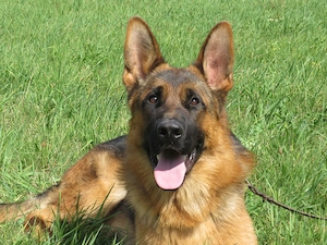 Großer stattlicher Schäferhund Rüde