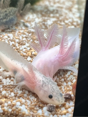 Harlekin Axolotl Ambystoma Mexicanum