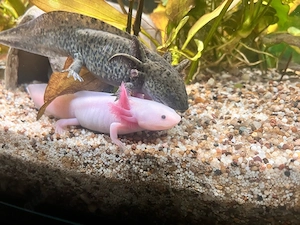 Axolotl Weissling Ambystoma Mexicanum