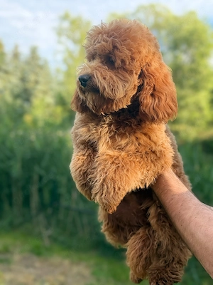  Cockapoo-Rüde Bild 3