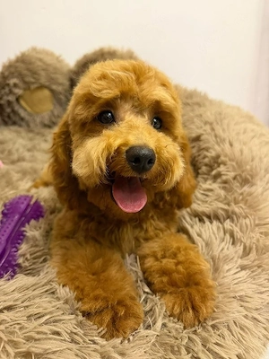  Cockapoo-Rüde Bild 5