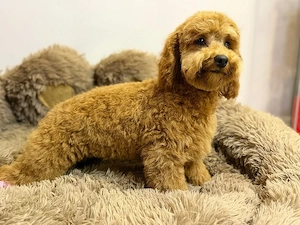  Cockapoo-Rüde Bild 6