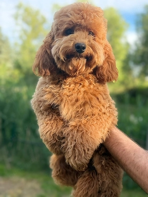 Cockapoo-Rüde Bild 2