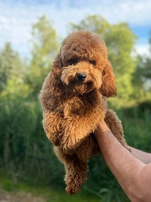  Cockapoo-Rüde Bild 4
