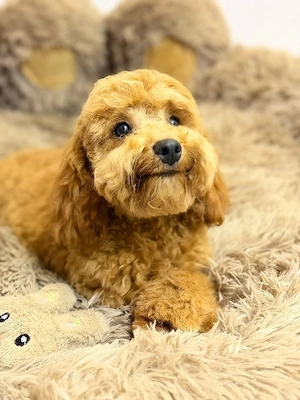  Cockapoo-Rüde Bild 7