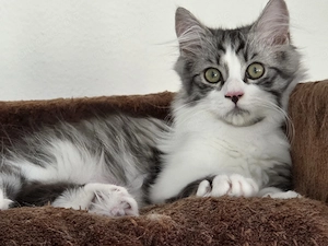 Heilige Birma  Perser Mix Kater 