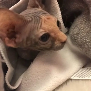  **2 wunderschöne Sphynx-Kätzchen suchen ihr Für-Immer-Zuhause** 