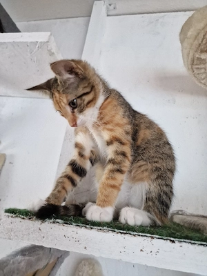 kitten abzugeben weibchen