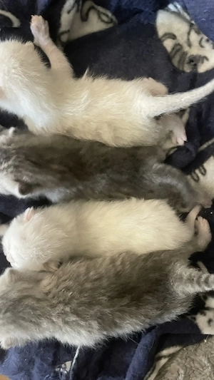 Brisch Kurzer kitten zum verkaufen 