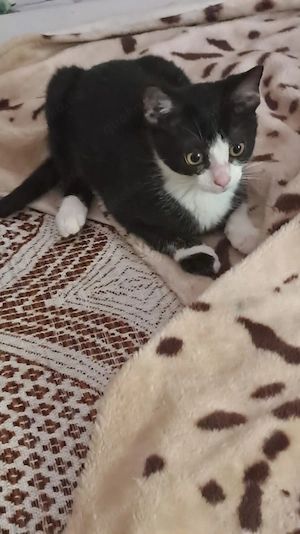 Süßer Kater sucht ein liebevolles Zuhause