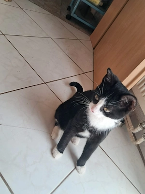 Süßer Kater sucht ein liebevolles Zuhause