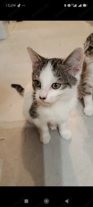 2 kleine katzen 