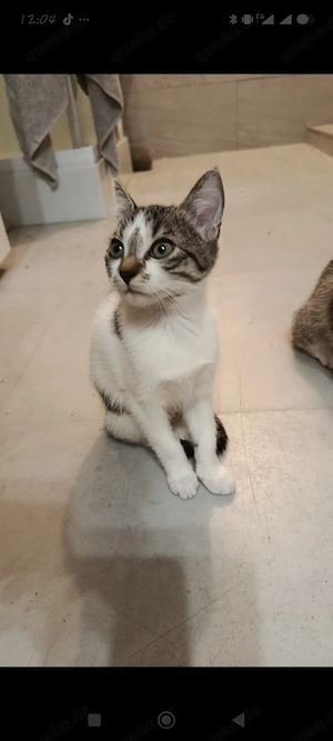 2 kleine katzen 