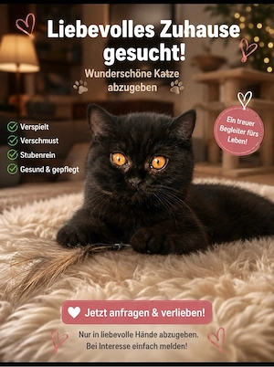 Britisch Kurzhaar kitten schwarz und getigert BKH