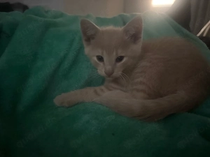 BKH mix kater 