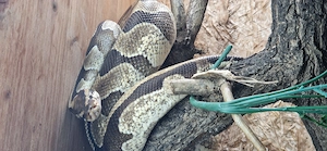 Phyton regius, Piebald