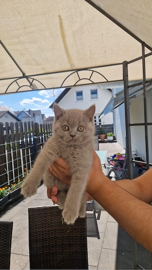 BKH Kitten Abzugeben