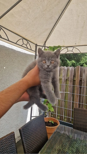 Reinrassige BKH Kitten Bild 3