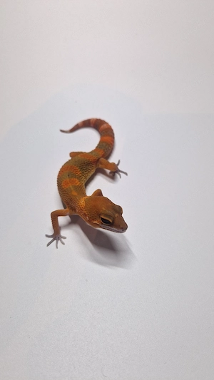 1.0 Mandarin Tangerine NDBE 