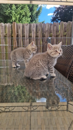 Reinrassige BKH Kitten Bild 2