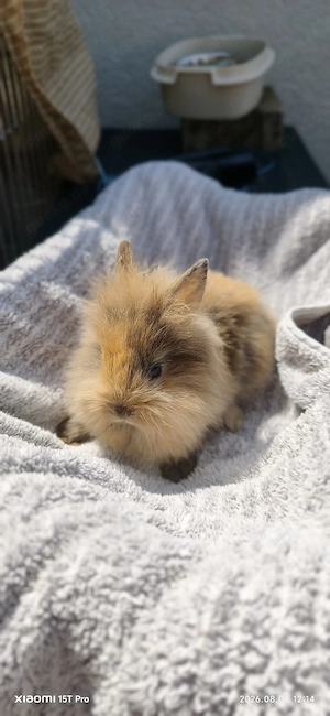 Kaninchen 