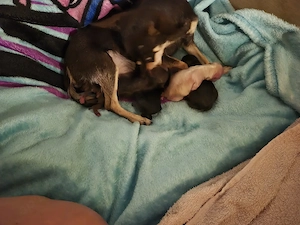 Reinrassige Chihuahua-Welpen 