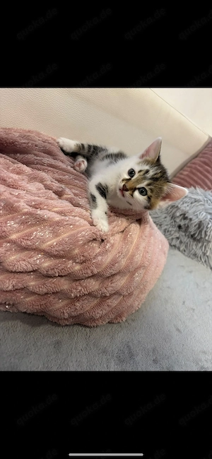 katzenbaby 