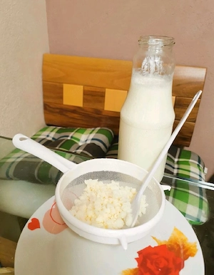 Tibetanischer BIO Kefirpilz, kefir getränk starter, Kefirknollen 