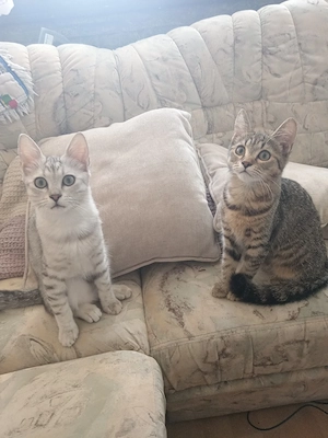    Süße Kitten suchen ein liebevolles Zuhause     