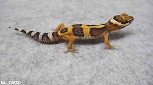 Leopardgecko 2026 verschiedene Farben
