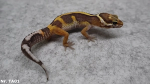 Leopardgecko 2026 verschiedene Farben