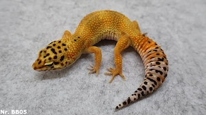Mandarin Tangerine Tremper Albino Leopardgecko Männchen Weibchen