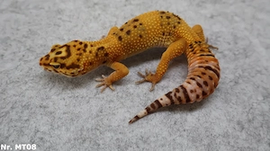 +45g zuchtreif adult Mandarin Tangerine Tremper Albino Leopardgecko Weibchen
