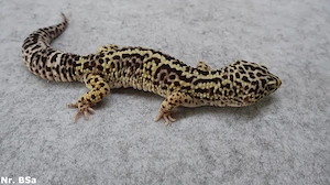 Leopardgecko adult zuchtreif Männchen Weibchen Bild 5